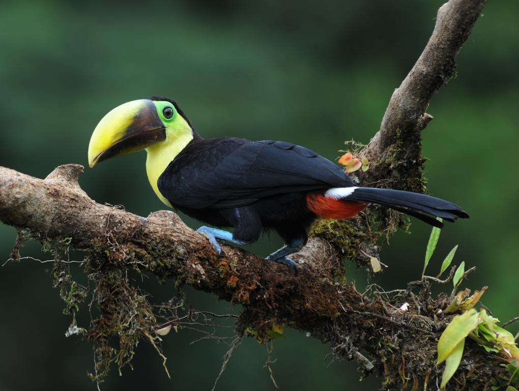 La Laguna Del Lagarto Eco-Lodge Pital  Екстер'єр фото