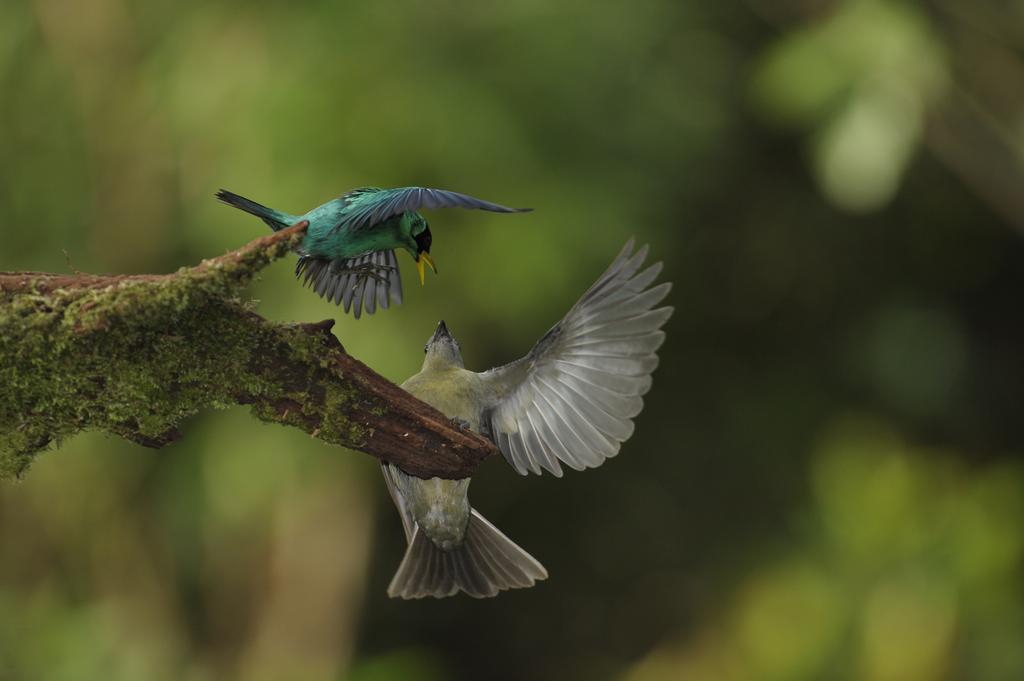 La Laguna Del Lagarto Eco-Lodge Pital  Екстер'єр фото